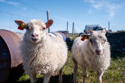 Laugarfell Accommodation & Hot Springs