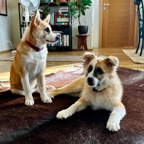 Hamar - Puffin Cottages & Rooms