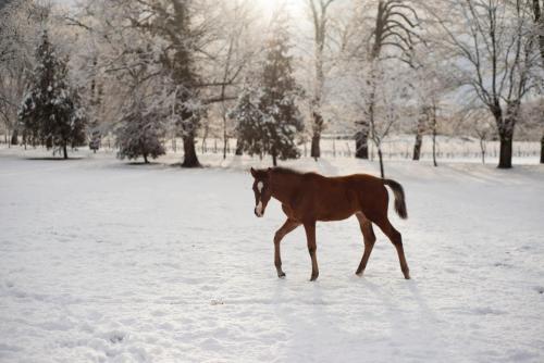 Lopota Lake Resort & Spa