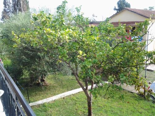 Passas Mare Apartments & Studios