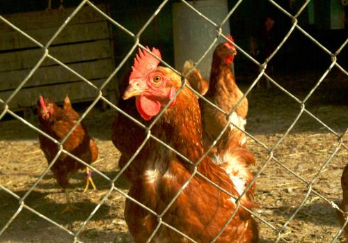 Agroturisme Sant  Dionís