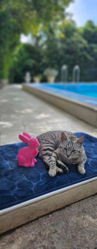 Apartments Skocidjevojka