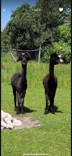 Landhaus Pfahlershof