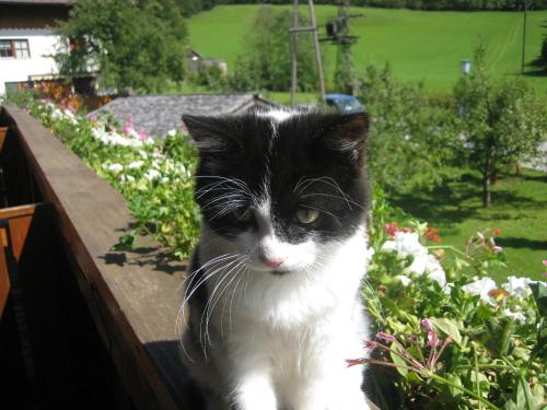 Bauernhof Schoerghof