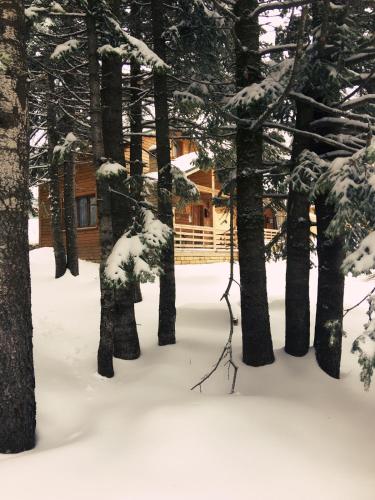 Uludag Orman Koskleri